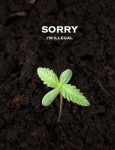 Sorry, I’m Illegal….
